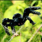 Black plush spider decoration on grass with red eyes and fuzzy long legs