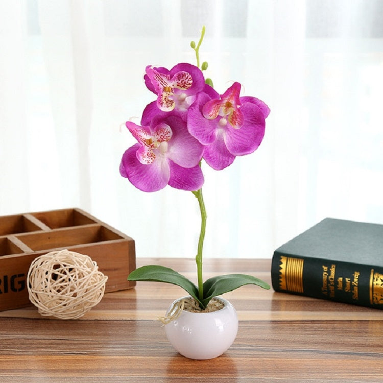Purple orchid with three blossoms in a white round pot for home decor