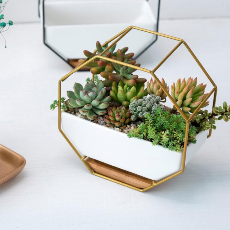 Octagonal wall planter table with succulents in a white tray and gold iron frame