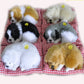 Set of plush sleeping dog ornament toys, mixed colors, in red plaid beds