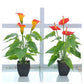 Two artificial calla potted plants with red-orange blooms and green leaves, in black pots