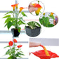 Artificial calla plant in black pot; orange-yellow blooms with green leaves, hand adjustment