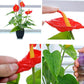 Artificial calla plant with red blooms, green leaves, black pot; hand and close-up petals