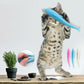 Blue silicone dolphin cat teeth cleaning toy held on paw, perforated dot rows