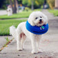 Blue inflatable pet collar worn on small white dog, padded neck support