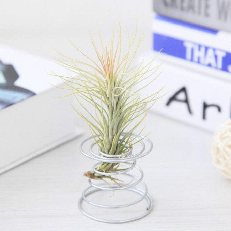 Pineapple rooting holder with green pineapple top in silver coil spring base