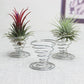 Set of pineapple rooting holders with metal spring bases: red and green plants