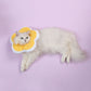 Pet anti-licking flower collar with yellow plush petals and white ruffled edge on cat