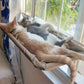 Three cats napping on a window suction cup hammock with tan fabric bed