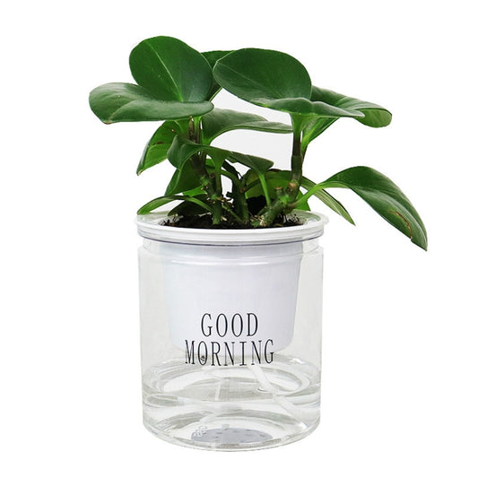 Transparent hydroponic plant pot with “GOOD MORNING” text and a leafy succulent inside