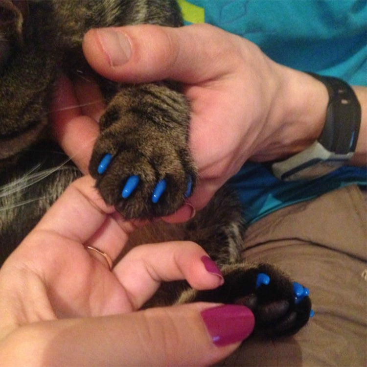 Blue silicone cat nail caps on small paw claws