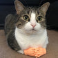 Orange silicone massage finger cots resting on a tabby-and-white cat’s paw