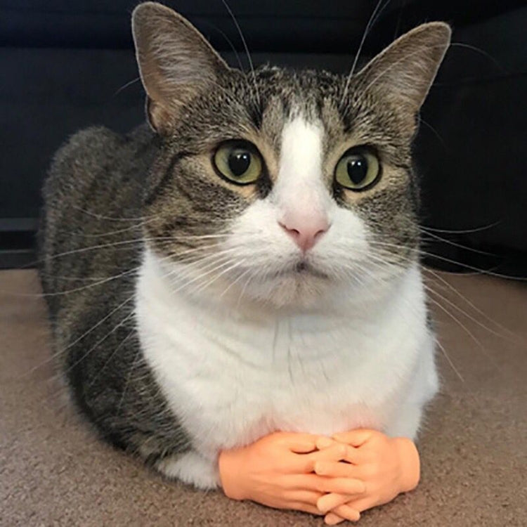 Orange silicone massage finger cots resting on a tabby-and-white cat’s paw