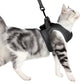 Cat chest harness with leash, dark gray fabric on cat side view