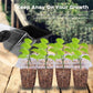 Clear seedling trays with soil blocks and small green plants