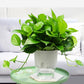 Transparent double-layer flowerpot planter holding a green leafy plant