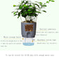 Gray water storage flowerpot with transparent reservoir and absorbent cotton rope