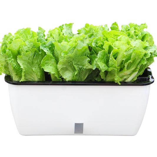 Rectangular plastic self-watering planter with thick green lettuce leaves in white tray