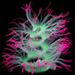 Fluorescent aquarium anemone decoration with pink outer tips and neon green center