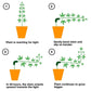Green plant training clips demonstrating stem bending in four steps
