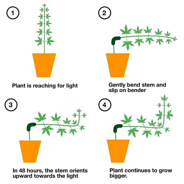 Green plant training clips demonstrating stem bending in four steps