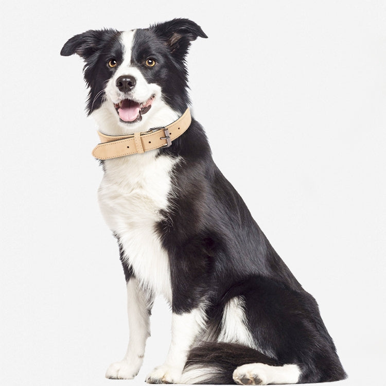 Dog wearing a tan double-layer leather collar with metal buckle
