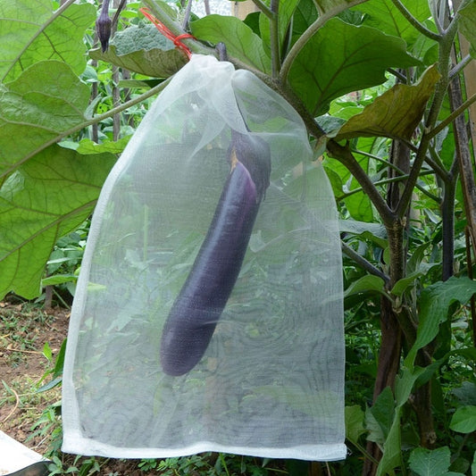 Translucent white nylon mesh pouch with drawstring, insect-proofing produce on the plant