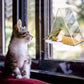 Transparent triangle acrylic bird feeder with seed tray and perch, indoors