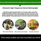 Green solar ultrasonic repellent showing top speaker and LED indicators beside animal icons