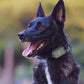 Training dog collar with remote receiver, dark adjustable strap and indicator lights