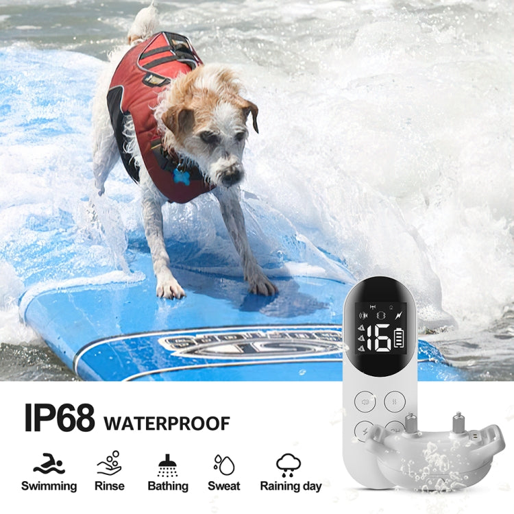Waterproof shock collar receiver on wet dog with handheld remote controller