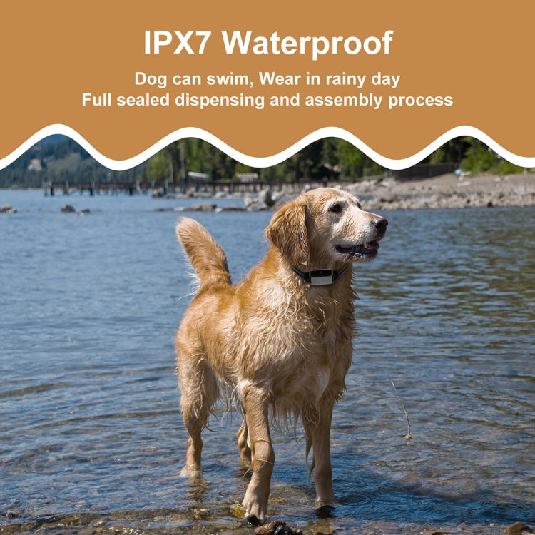 Dog wearing black training collar receiver standing in shallow water
