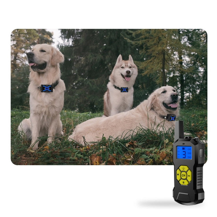 Training shock collar receiver on dog collar strap, shown with control remote