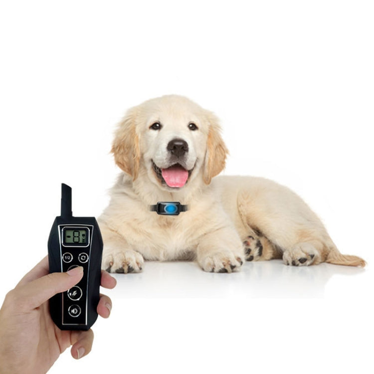 Dog wearing training collar receiver with handheld remote, blue display