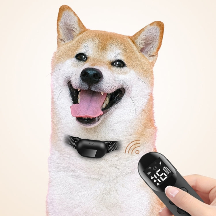 Anti-barking remote controller and matching collar on dog, with remote held in hand