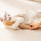 Cat playing with silvervine cat dental toy, sisal-wrapped stick with raffia tassel
