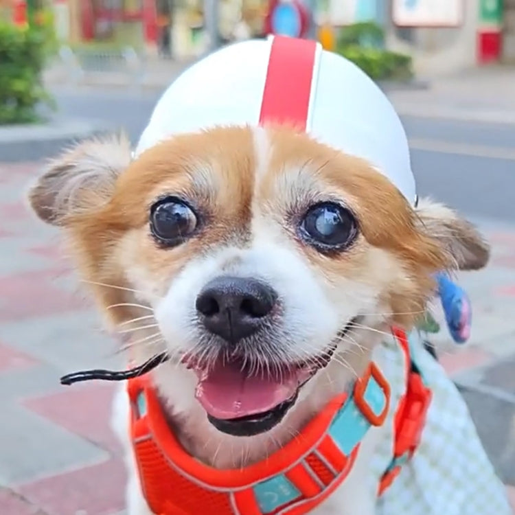 Small dog wearing a red-and-white rugby-style pet helmet with chin strap