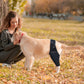 Dog wearing a black leg support brace outdoors with a person holding the dog
