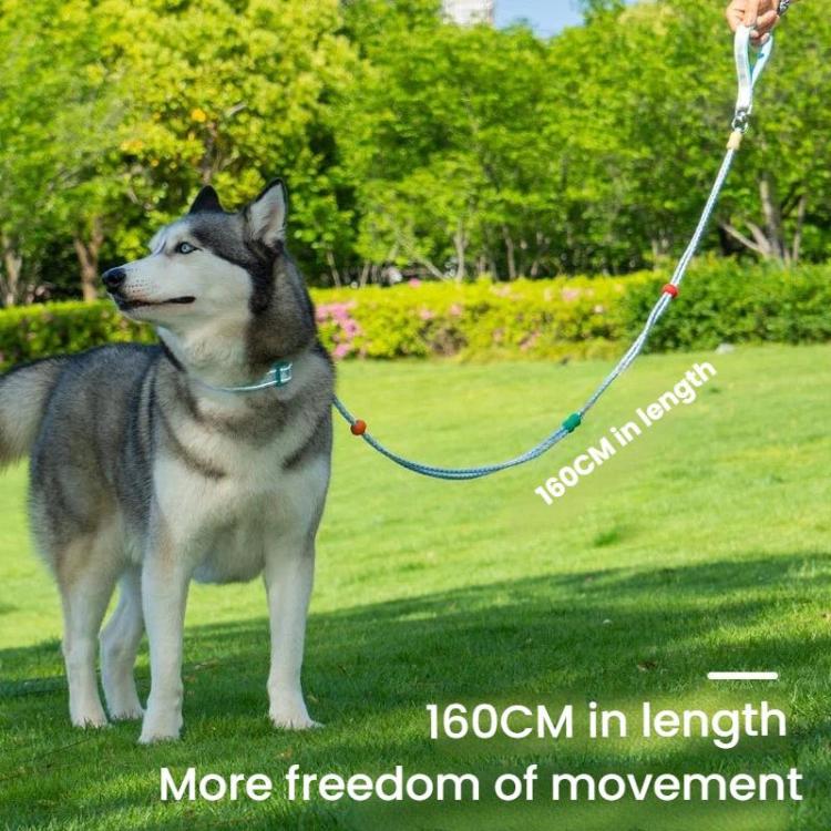 Blue pet collar with connected P-shaped double leash, worn on a husky