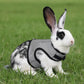 Rabbit wearing a black-and-gray vest-style harness with front metal D-ring