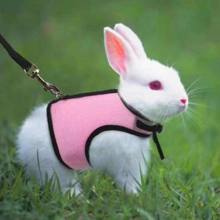 White rabbit wearing pink vest-style harness with black trim and attached leash
