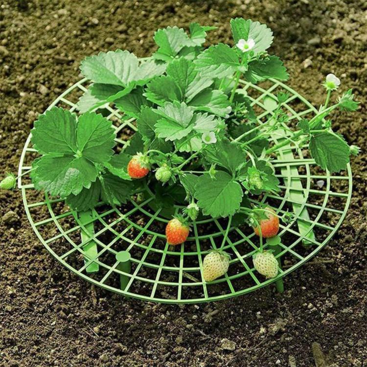 Green round strawberry cradle with grid top and raised supports