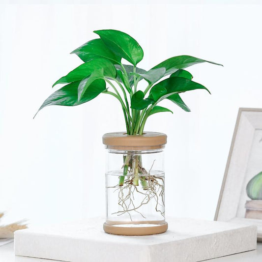 Clear self-watering planter vase with tan lid, holding green pothos roots