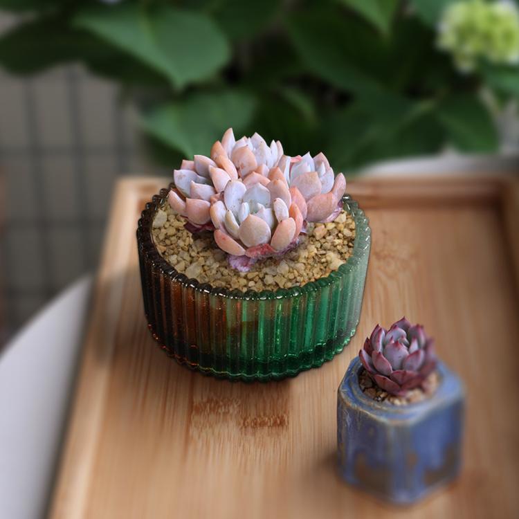 Round ribbed planter with soil and pink succulent flowers