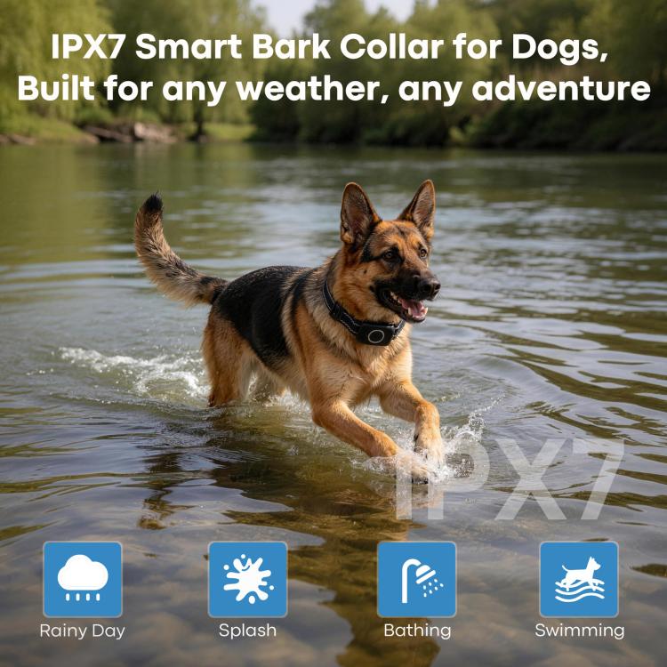 Anti-bark dog collar on German shepherd in shallow water, black strap and module