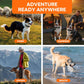 Two dogs wearing GPS training collars during outdoor activities