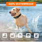 Dog wearing a black waterproof GPS pet training collar in shallow water.
