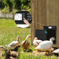 Solar chicken coop door installed with poultry at the entrance on a wooden wall