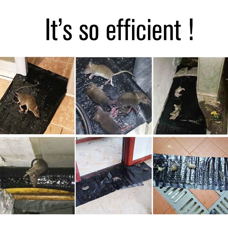 Rodent glue trap boards showing rodent capture on black adhesive mats