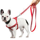 Red reflective nylon dog leash and harness on a French bulldog, leash held